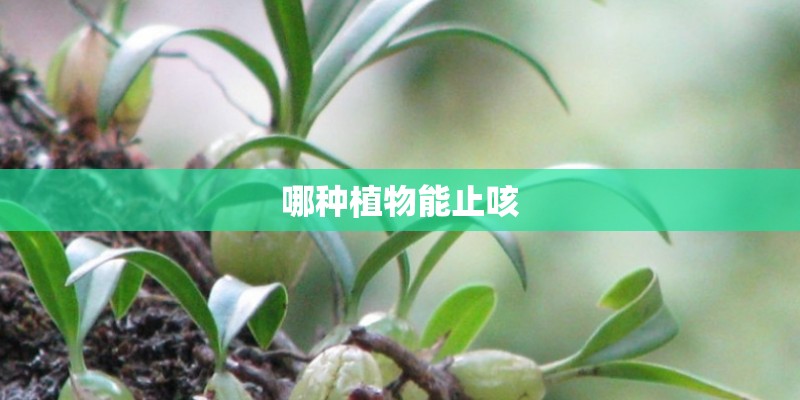 哪种植物能止咳