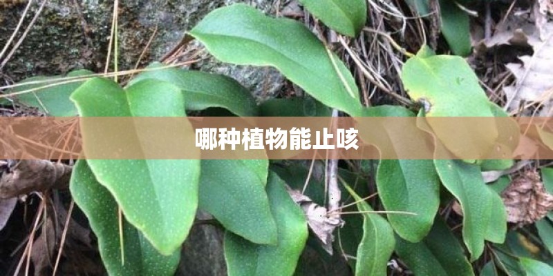 哪种植物能止咳