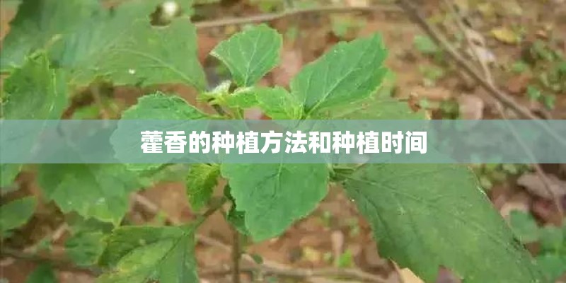 藿香的种植方法和种植时间