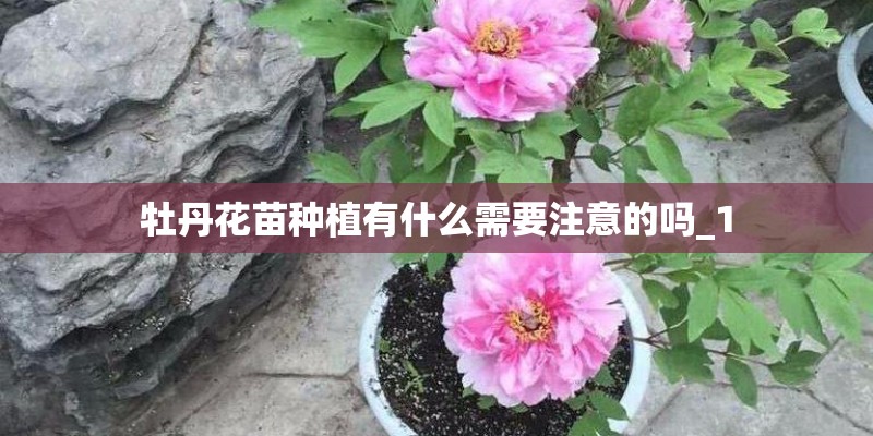 牡丹花苗种植有什么需要注意的吗_1