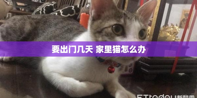 要出门几天 家里猫怎么办 要出门几天 家里猫怎么办