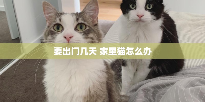 要出门几天 家里猫怎么办 要出门几天 家里猫怎么办