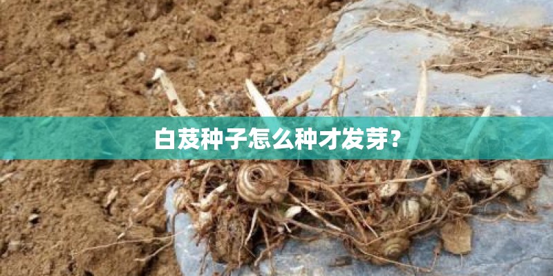 白芨种子怎么种才发芽？