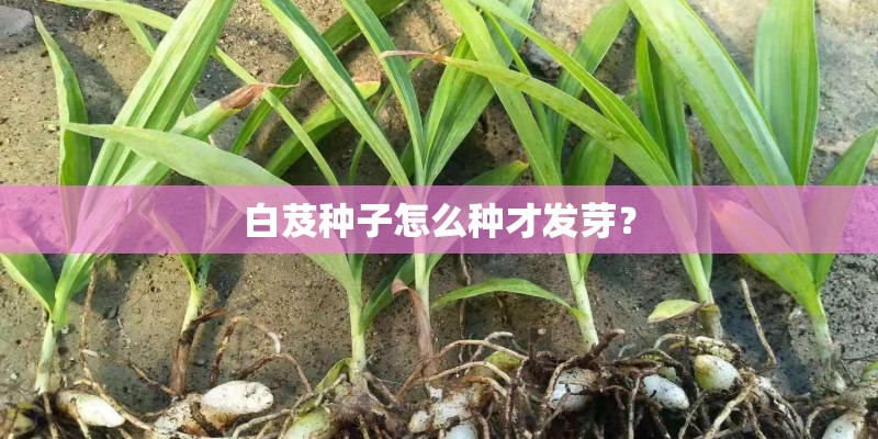白芨种子怎么种才发芽？