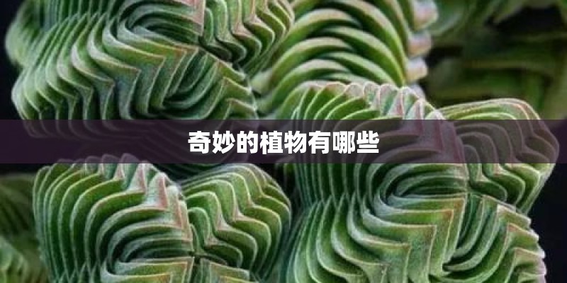 奇妙的植物有哪些