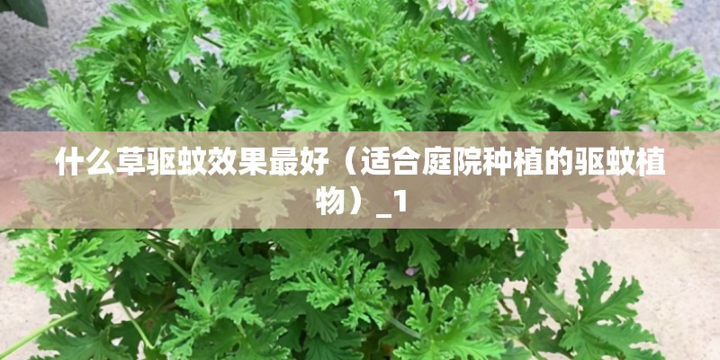 什么草驱蚊效果最好（适合庭院种植的驱蚊植物）_1