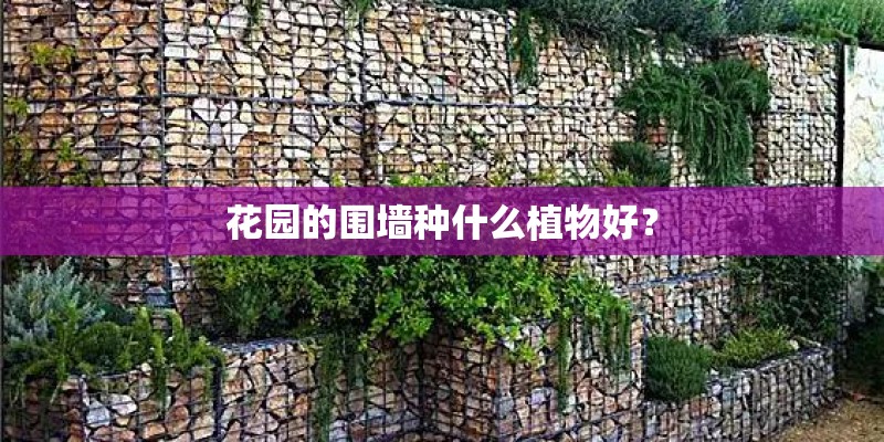 花园的围墙种什么植物好？
