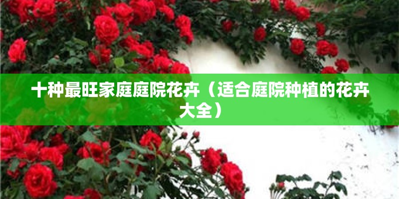 十种最旺家庭庭院花卉（适合庭院种植的花卉大全）