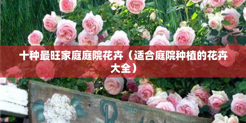十种最旺家庭庭院花卉（适合庭院种植的花卉大全）