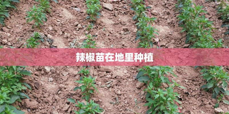 辣椒苗在地里种植