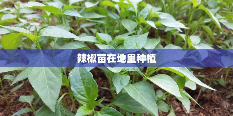 辣椒苗在地里种植