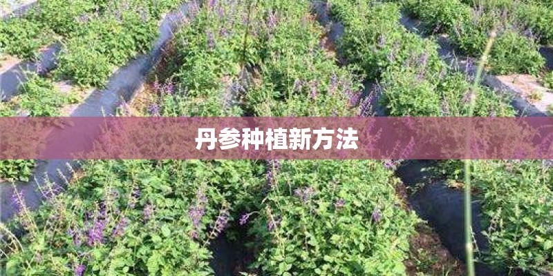 丹参种植新方法