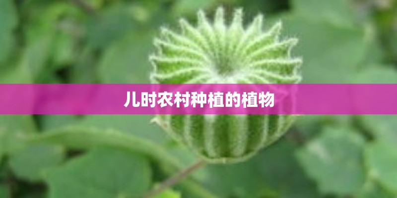 儿时农村种植的植物