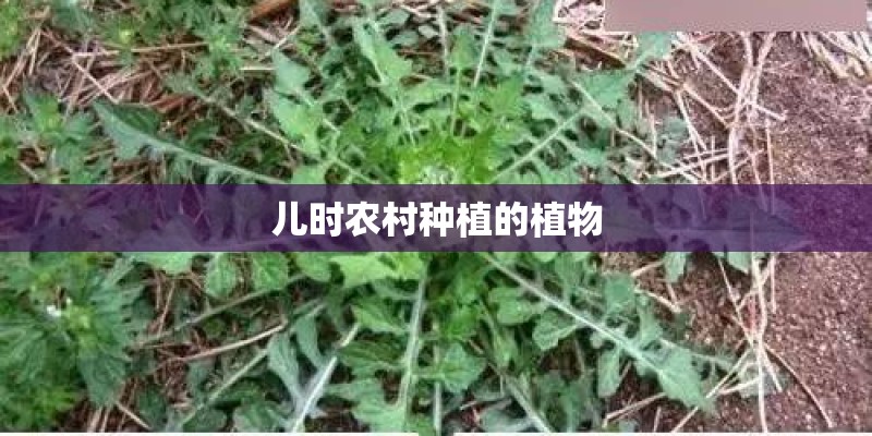 儿时农村种植的植物