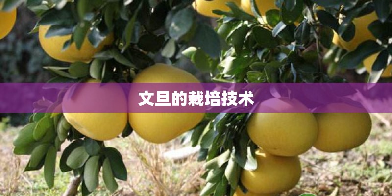 文旦的栽培技术