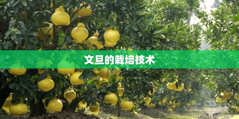 文旦的栽培技术