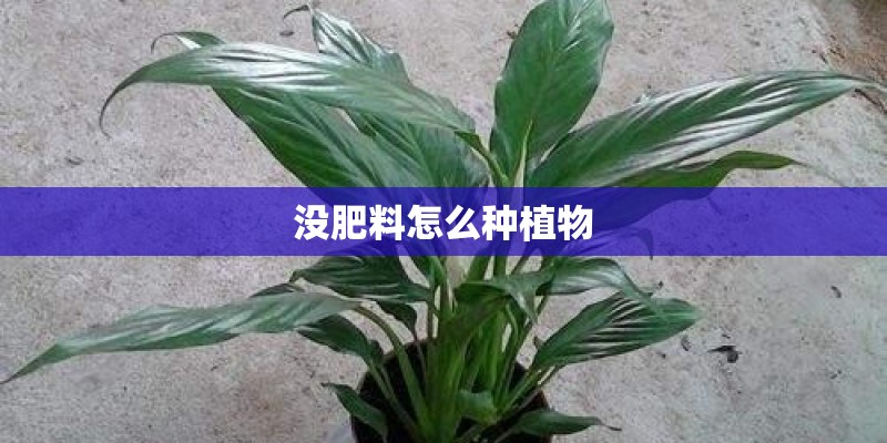 没肥料怎么种植物