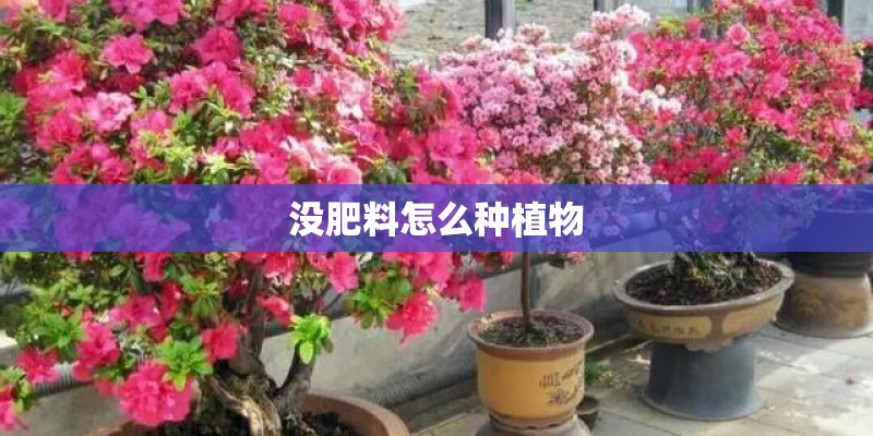 没肥料怎么种植物