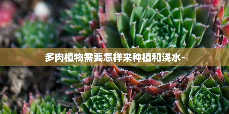 多肉植物需要怎样来种植和浇水-