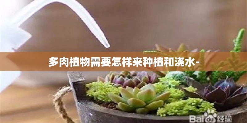 多肉植物需要怎样来种植和浇水-
