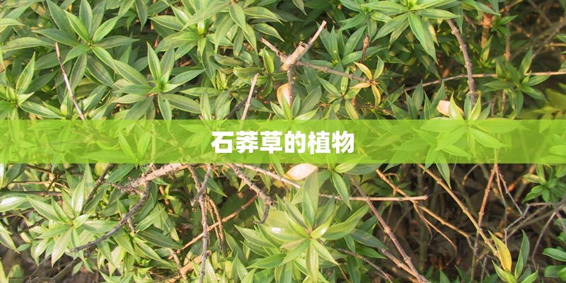 石莽草的植物