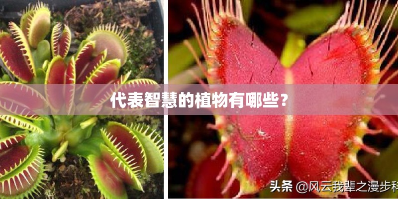 代表智慧的植物有哪些？
