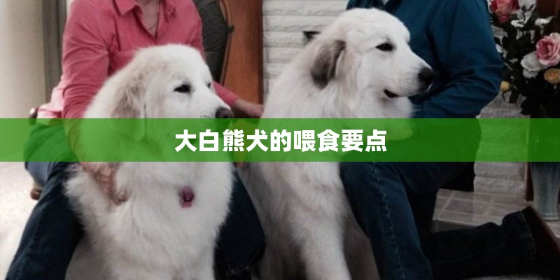 大白熊犬的喂食要点