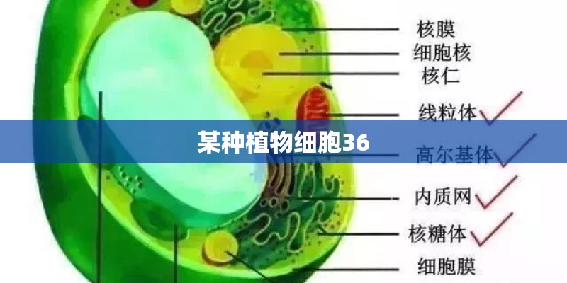 某种植物细胞36