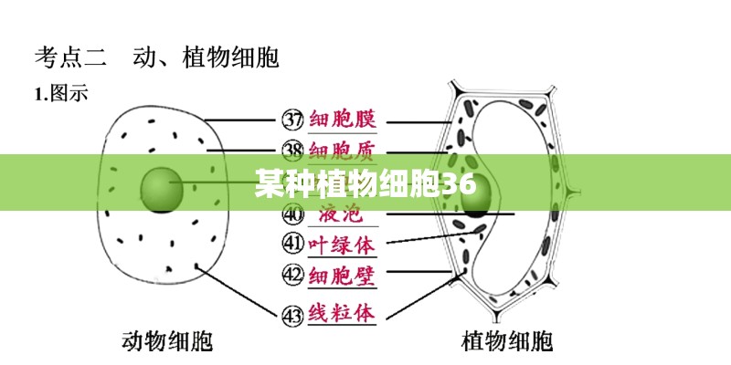 某种植物细胞36