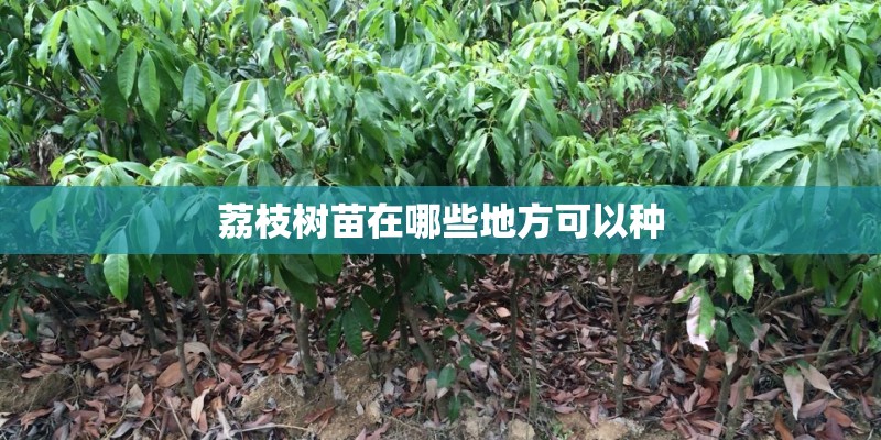 荔枝树苗在哪些地方可以种