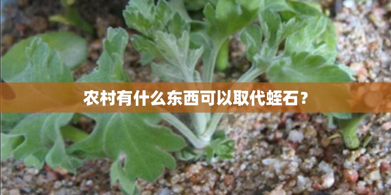 农村有什么东西可以取代蛭石？