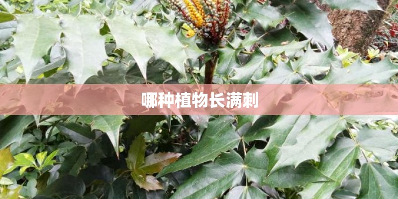 哪种植物长满刺