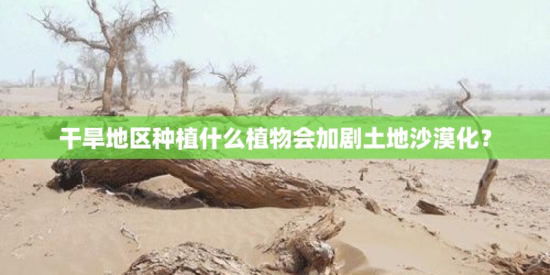 干旱地区种植什么植物会加剧土地沙漠化？