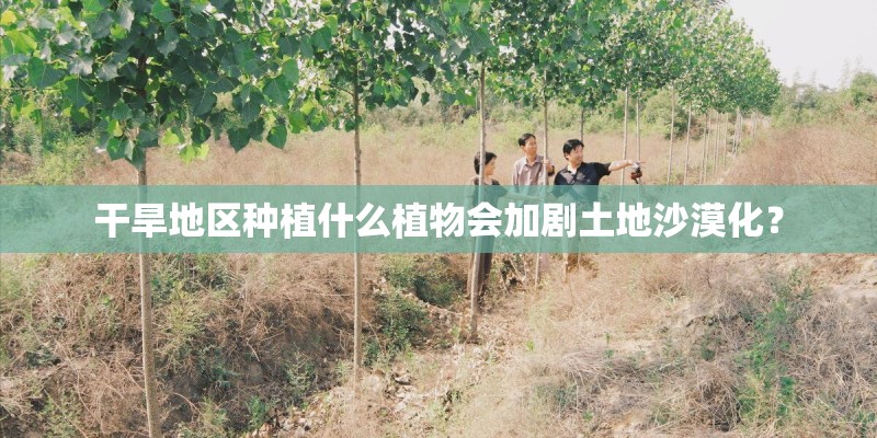 干旱地区种植什么植物会加剧土地沙漠化？