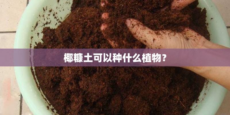 椰糠土可以种什么植物？