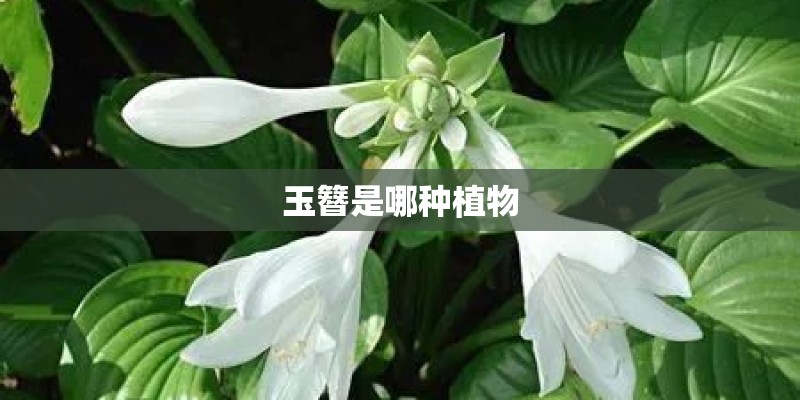 玉簪是哪种植物