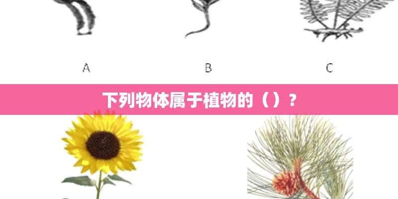 下列物体属于植物的（）？
