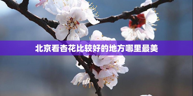 北京看杏花比较好的地方哪里最美 北京看杏花比较好的地方哪里最美
