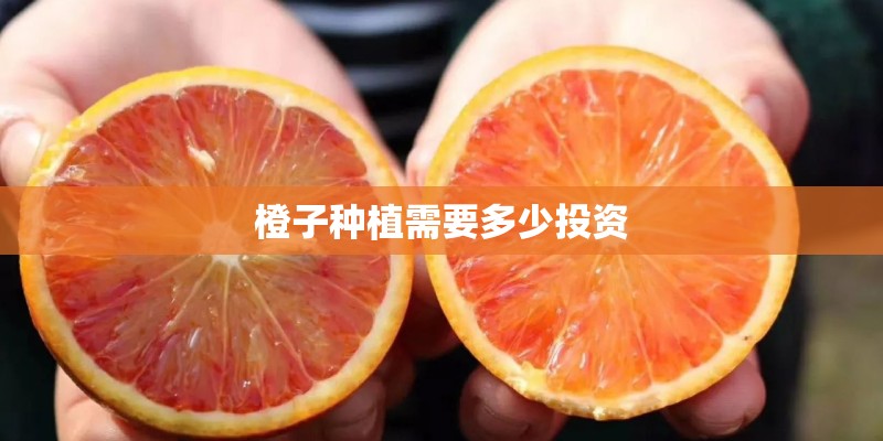 橙子种植需要多少投资