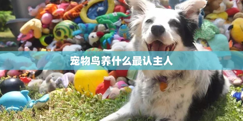 宠物鸟养什么最认主人