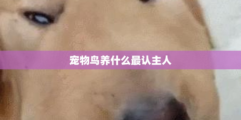宠物鸟养什么最认主人
