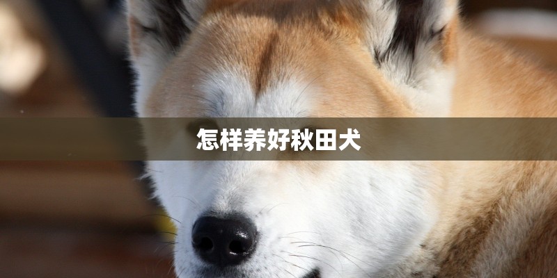怎样养好秋田犬