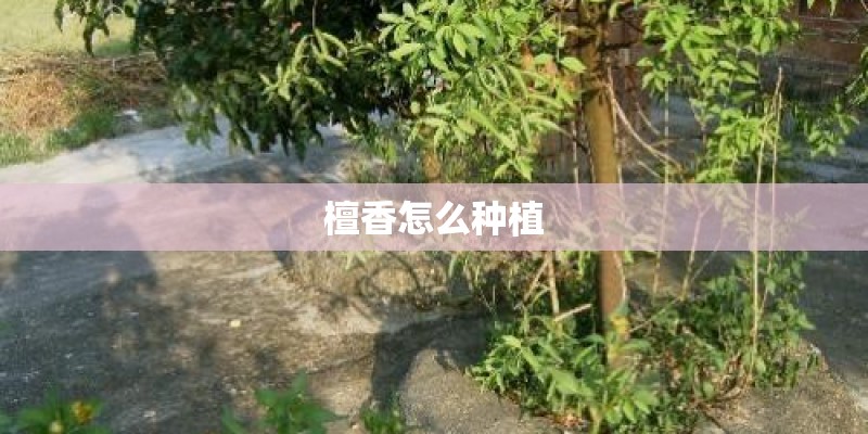 檀香怎么种植