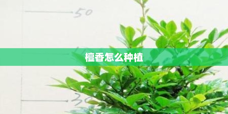 檀香怎么种植