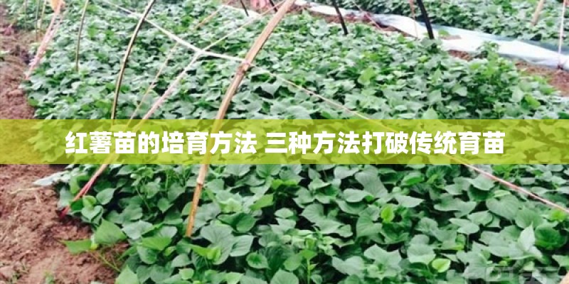 红薯苗的培育方法 三种方法打破传统育苗