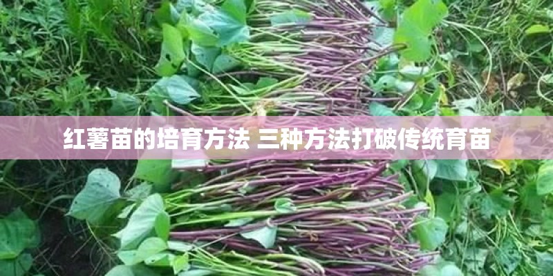 红薯苗的培育方法 三种方法打破传统育苗