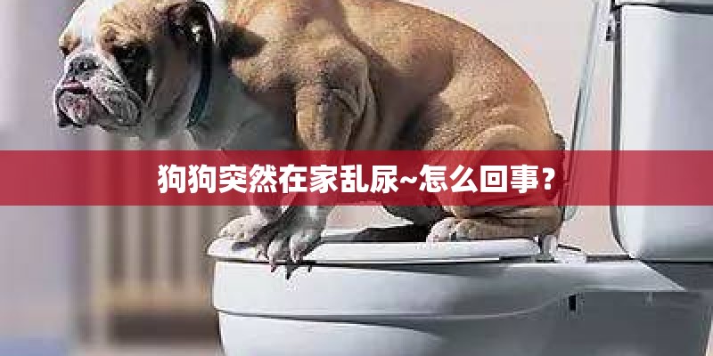狗狗突然在家乱尿~怎么回事？