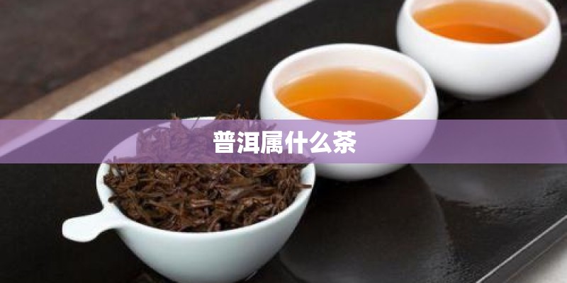 普洱属什么茶