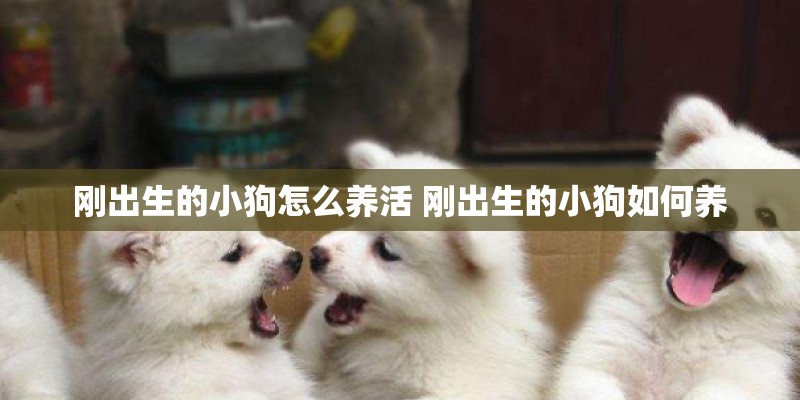 刚出生的小狗怎么养活 刚出生的小狗如何养