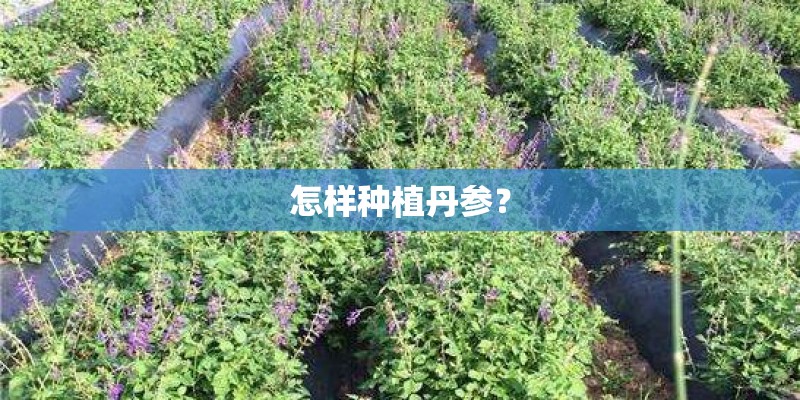 怎样种植丹参？